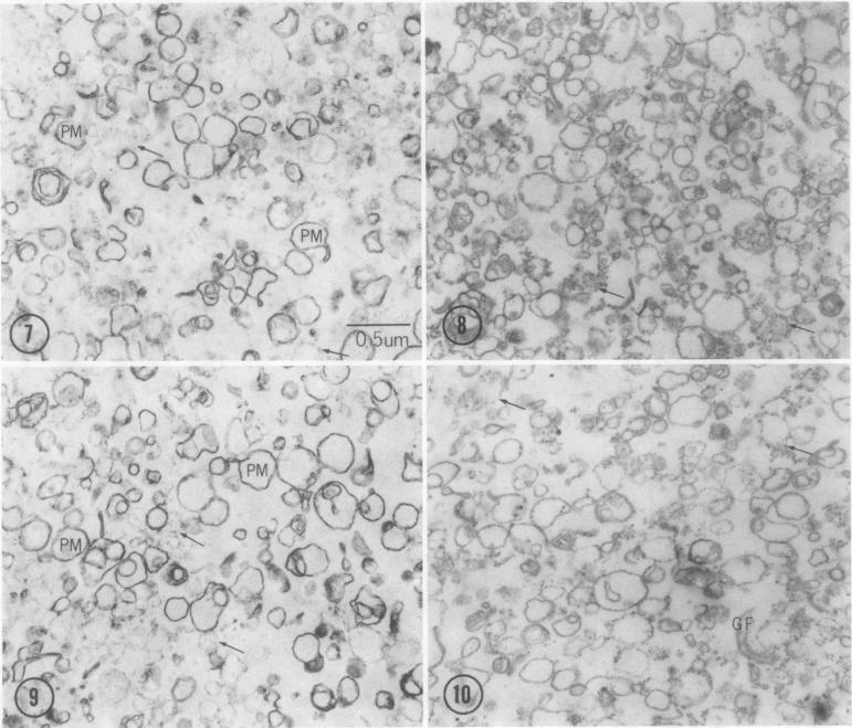 graphic file with name plntphys00521-0120-a.jpg