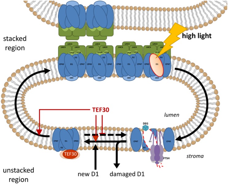 Figure 12.