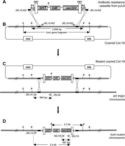 FIG. 2.