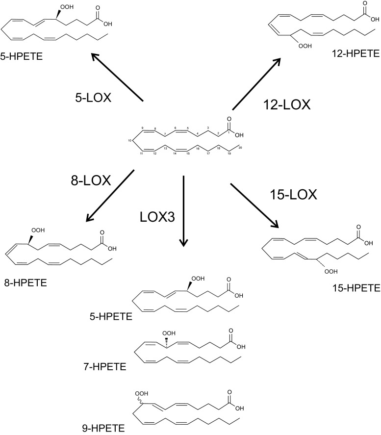 Fig. 1