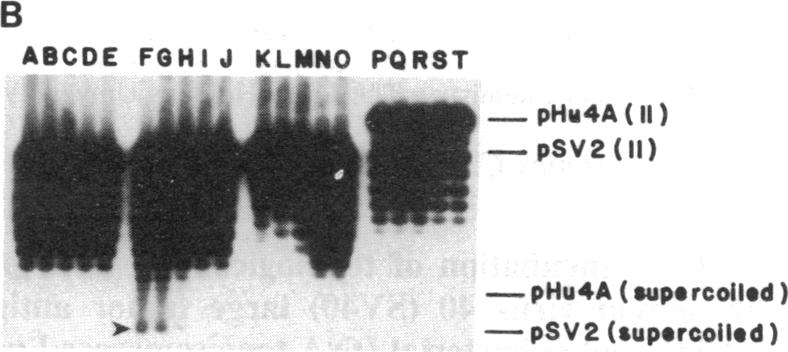 graphic file with name pnas00283-0119-b.jpg