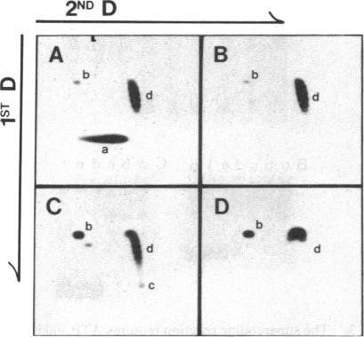 graphic file with name pnas00283-0121-a.jpg