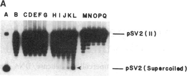 graphic file with name pnas00283-0119-a.jpg