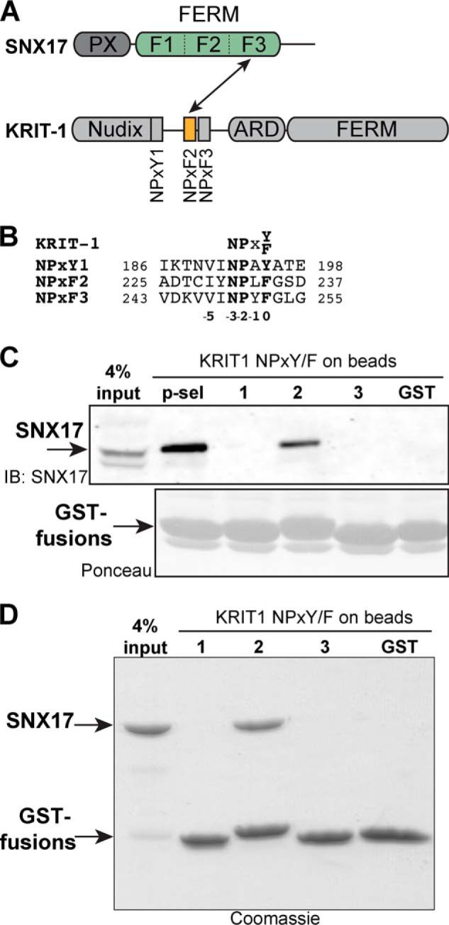 FIGURE 1.