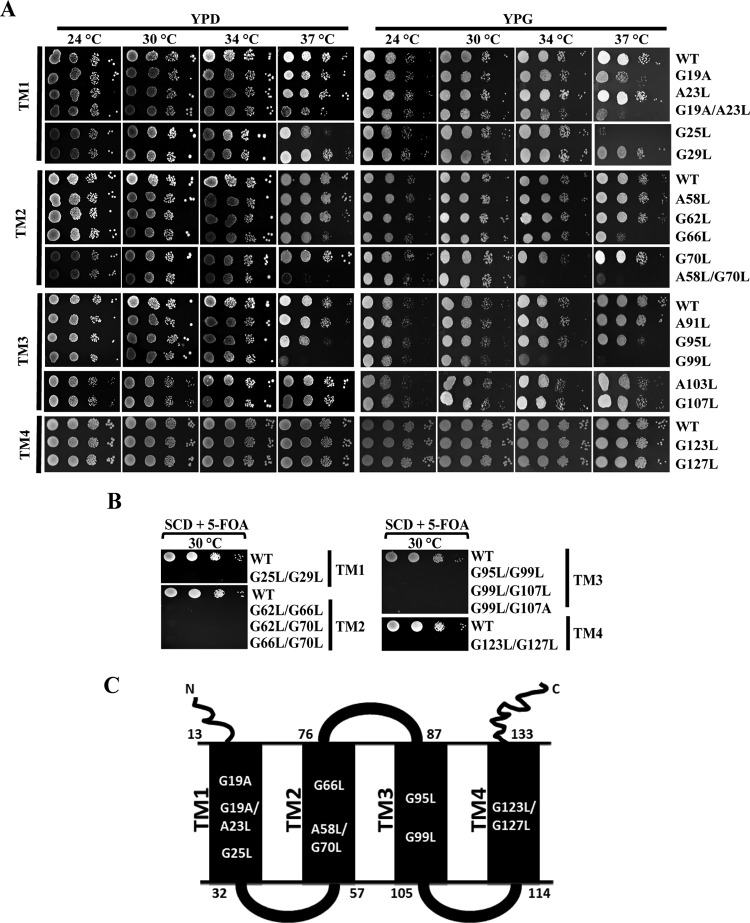 FIG 1