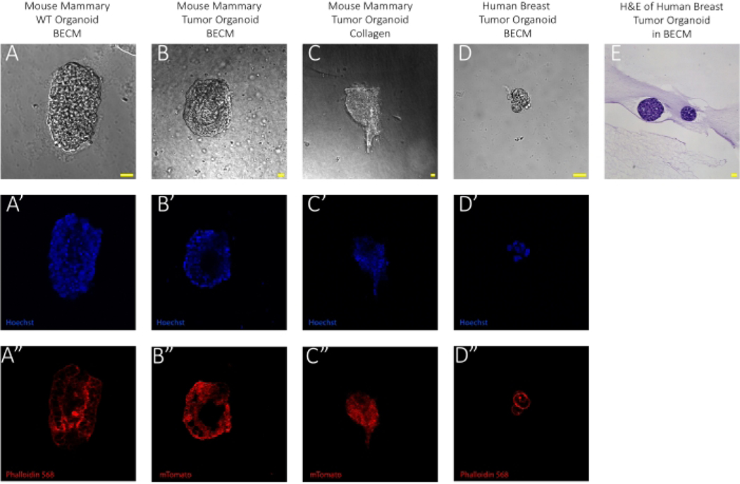 Figure 2: