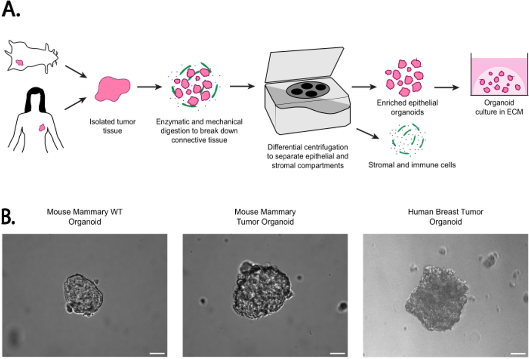 Figure 1: