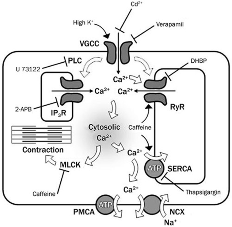 Figure 6