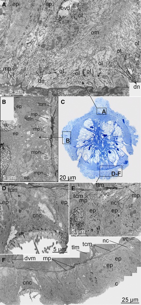 Fig. 10