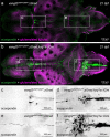 Fig. 8