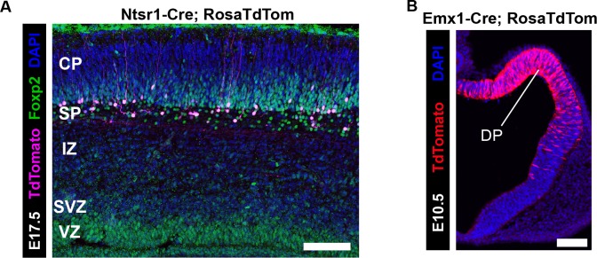 Figure 2—figure supplement 1.