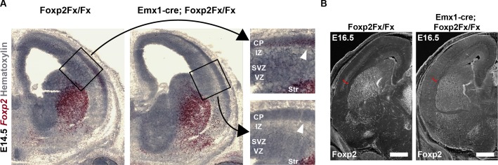 Figure 3—figure supplement 1.