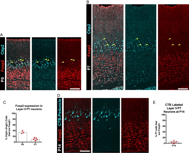 Figure 1—figure supplement 1.