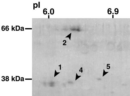 Figure 5.