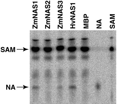 Figure 6.