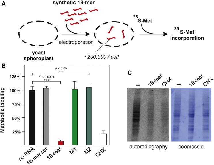 Figure 4