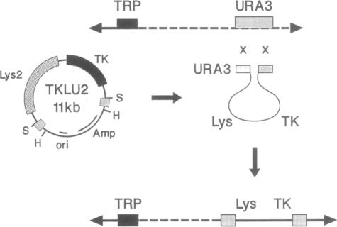 graphic file with name pnas01056-0154-a.jpg