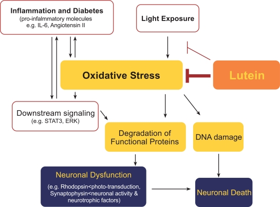 Fig. (4) Model of the underlying mechanisms of lutein’s effect.