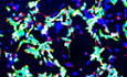 graphic file with name EMBR-21-e50283-g008.jpg
