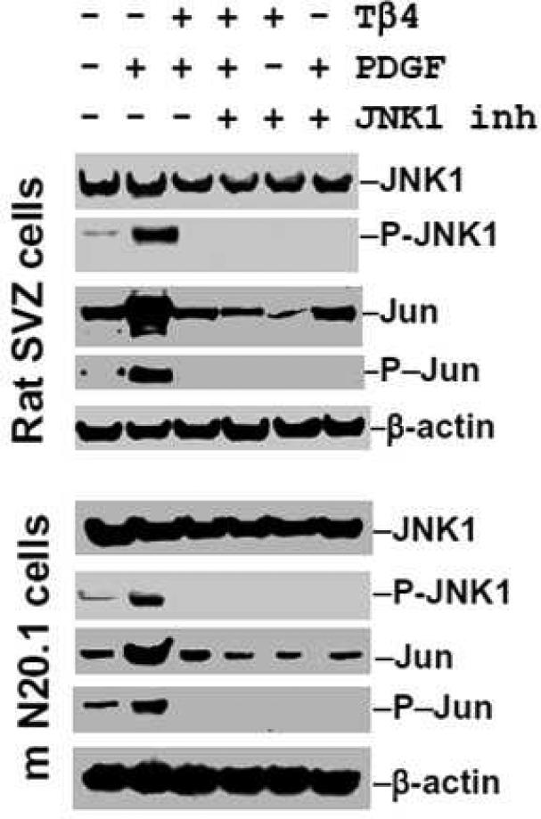 Fig. 12