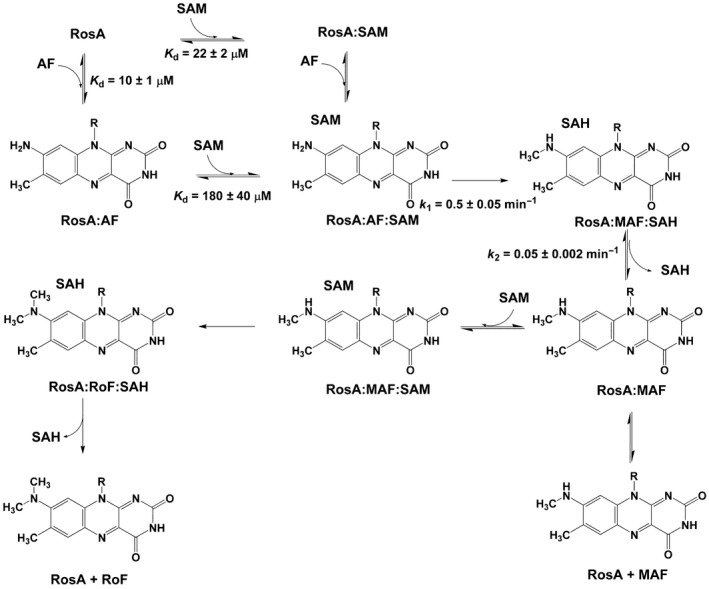 Scheme 3