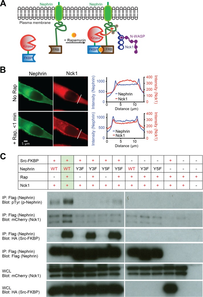 FIGURE 1: