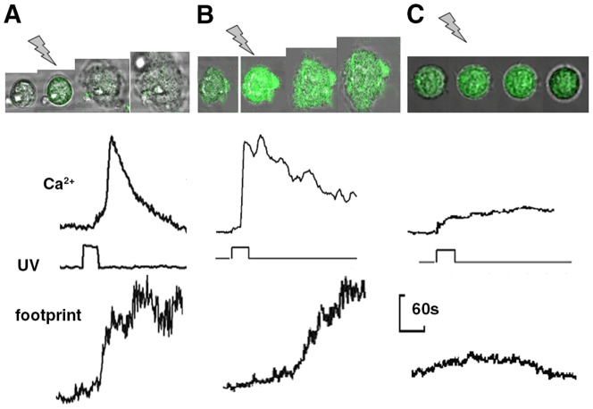 Fig. 3.