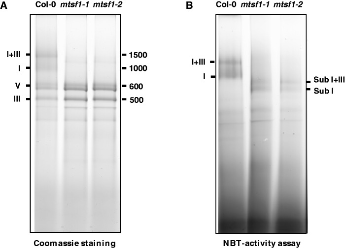 Figure 5.