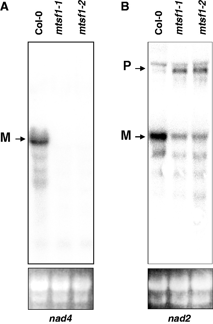 Figure 6.