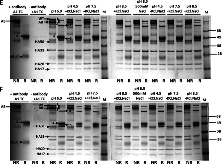 FIG 3