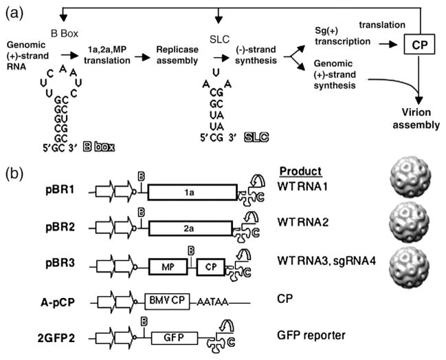 Fig. 1