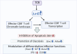 Graphical Abstract