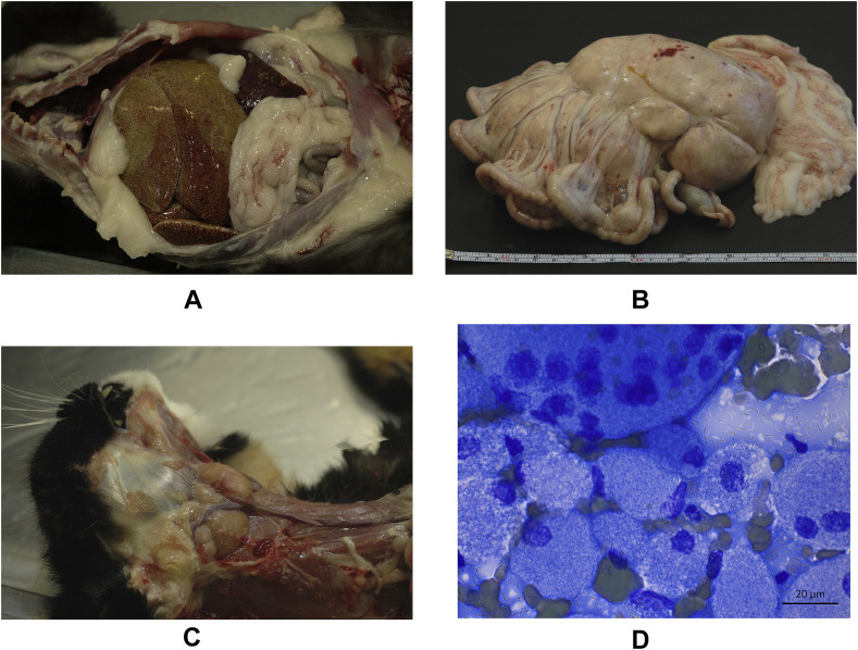 Fig. 1