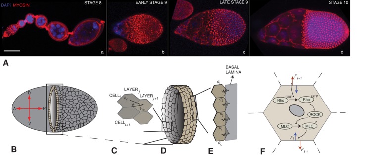 FIGURE 1: