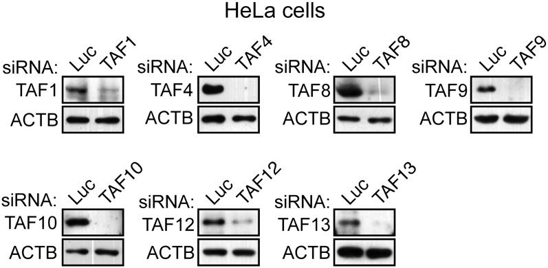 Figure 1—figure supplement 2.