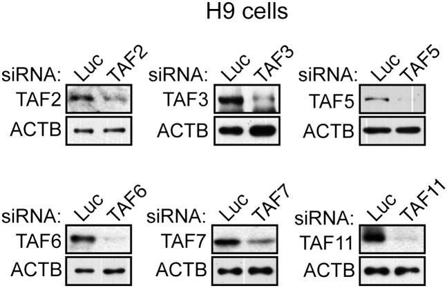 Figure 1—figure supplement 1.