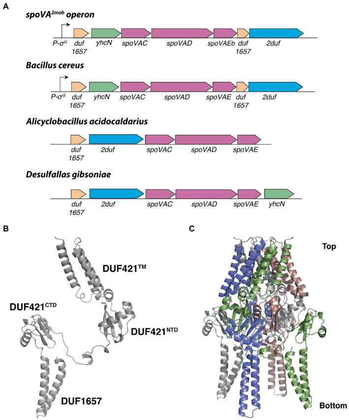 Figure 11