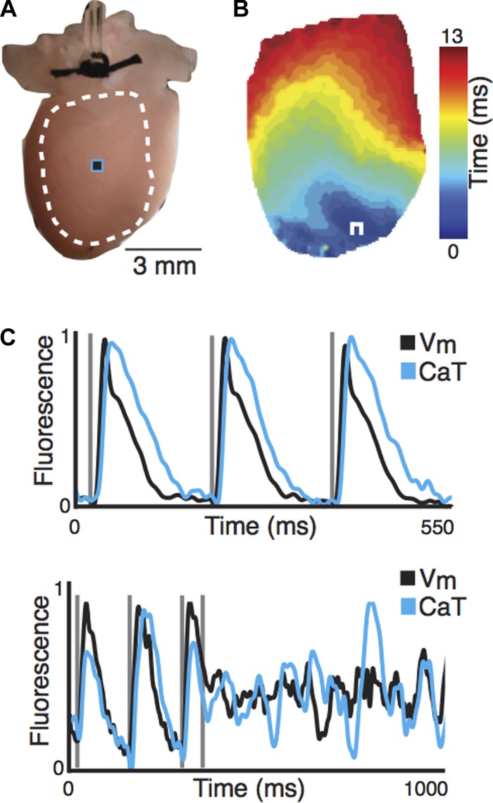 Fig. 3.