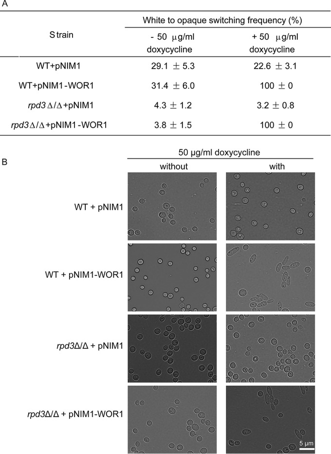 FIG 6 