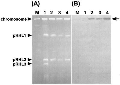 FIG. 3.