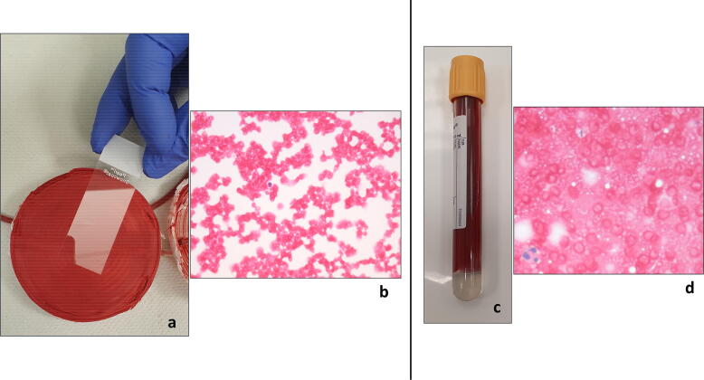 Fig. 6