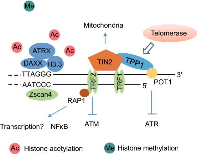 Figure 2