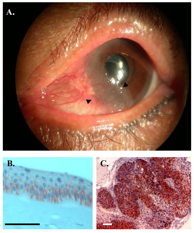 Fig. 10.