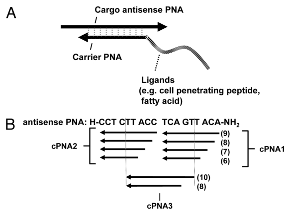 Scheme 1. 