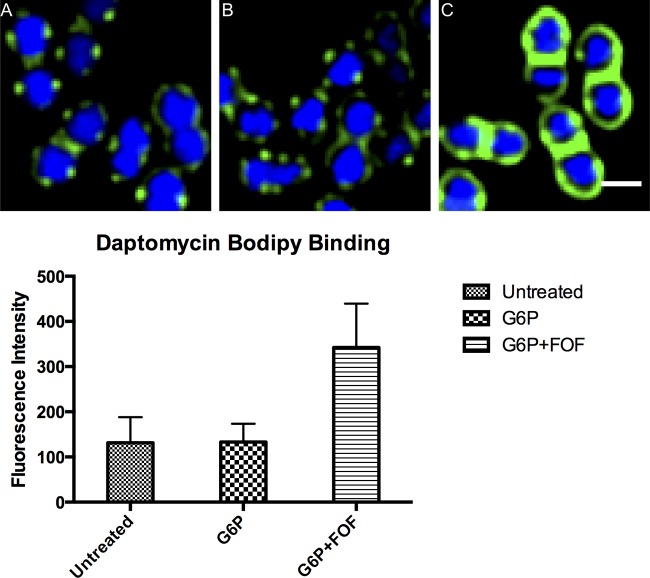 FIG 3