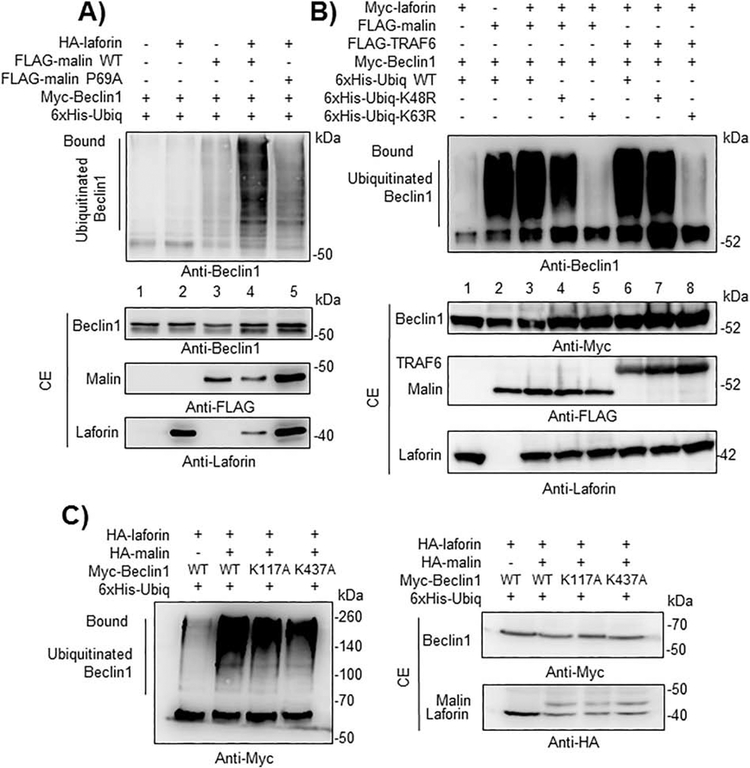 Fig. 4.-