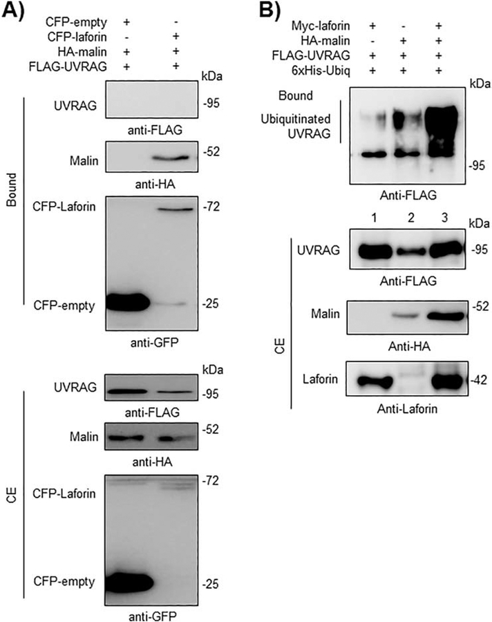 Fig. 8.-