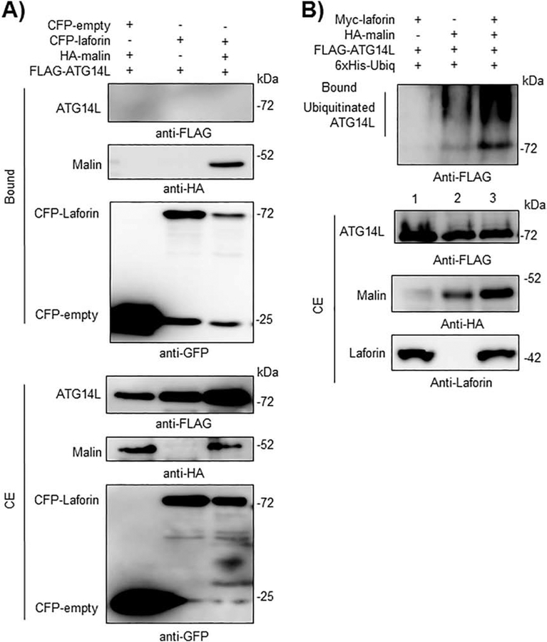 Fig. 7.-