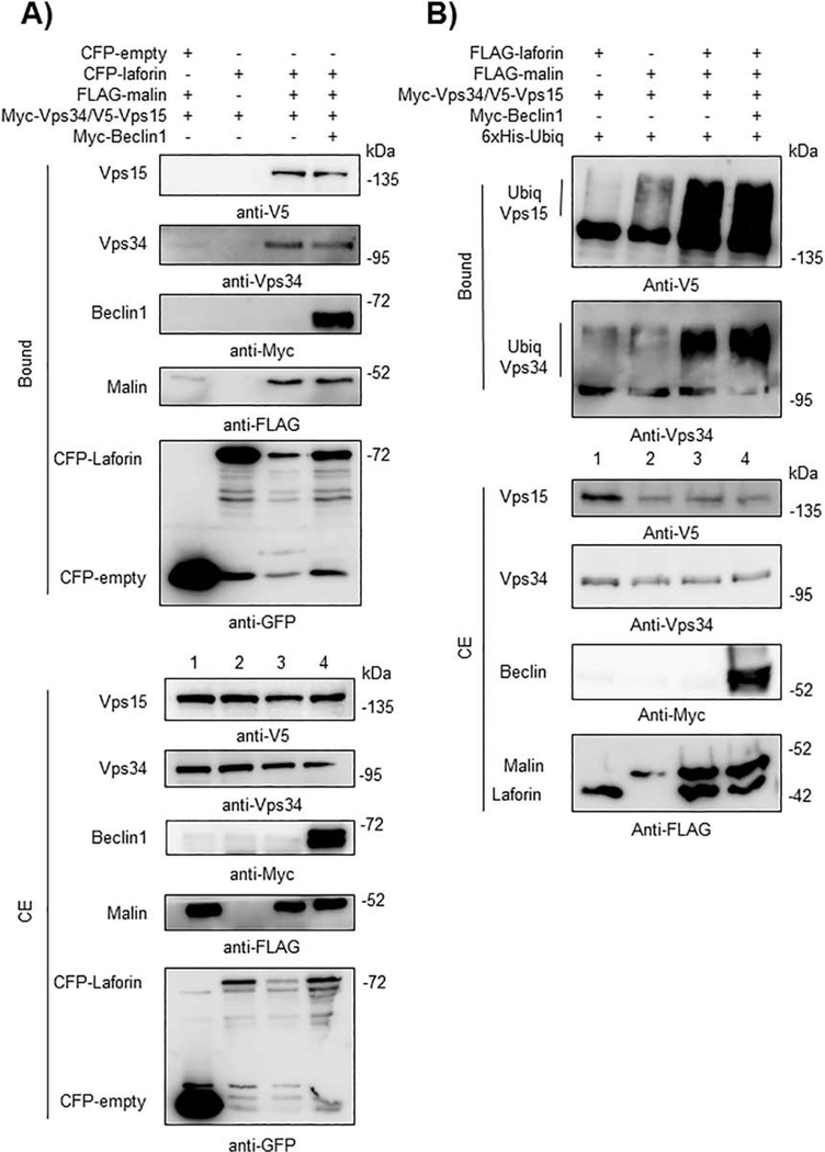 Fig. 5.-