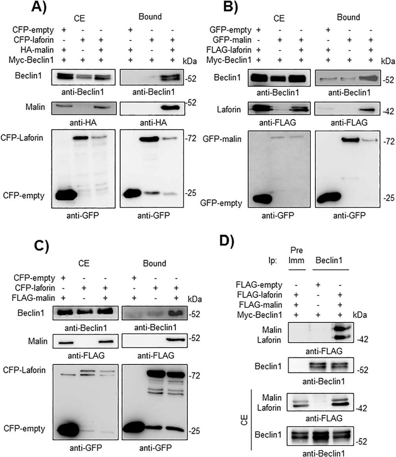 Fig. 2.-